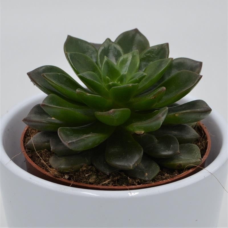 Echeveria Dark Star – 8.5cm