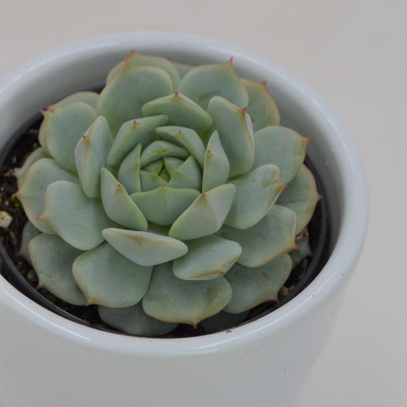 Echeveria derenbergii – 6cm
