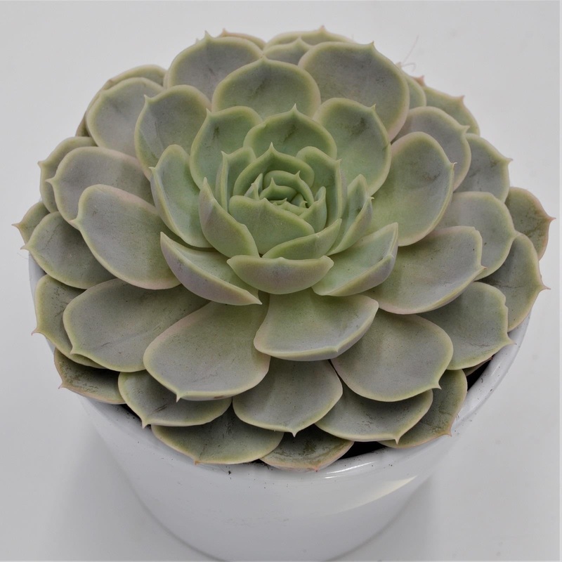 Echeveria Derenceana – 12cm