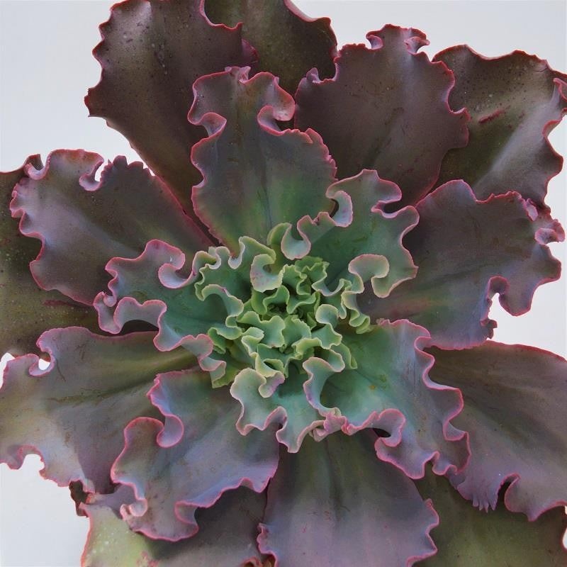 Echeveria Dicks Pink – 12cm