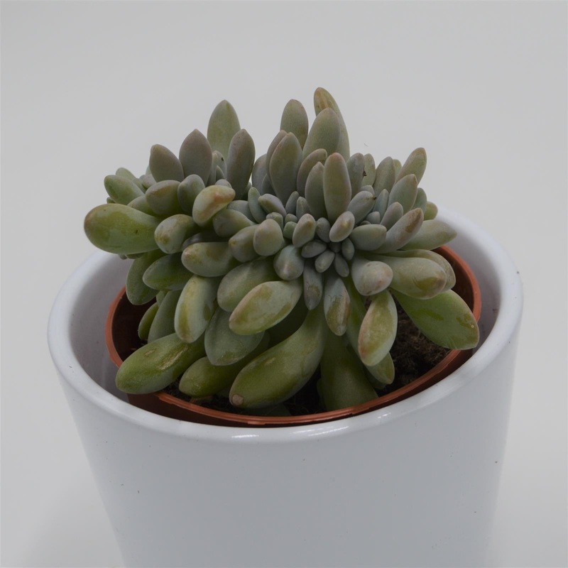 Echeveria Expatriata f. cristata – 8.5cm