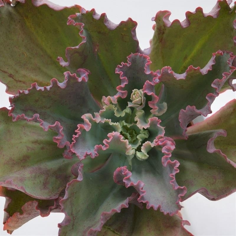 Echeveria Giant Blue – 12cm