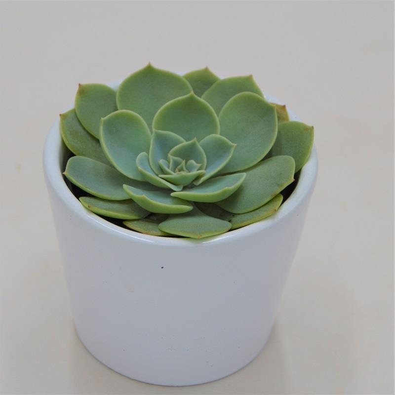 Echeveria glauca – 6cm
