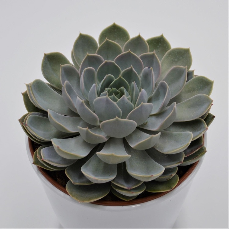 Echeveria Grande Cinza – 15cm