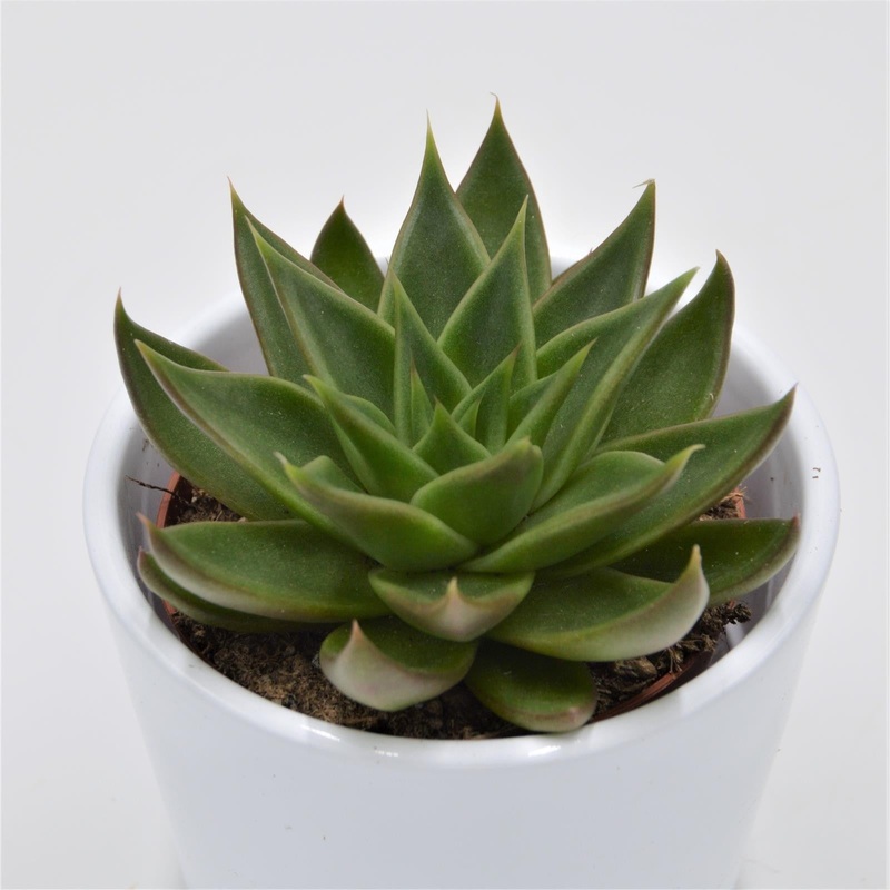 Echeveria Green Ebony – 8.5cm
