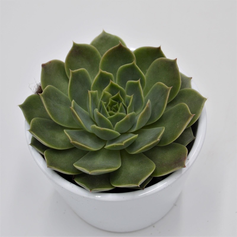 Echeveria Lina – 8.5cm