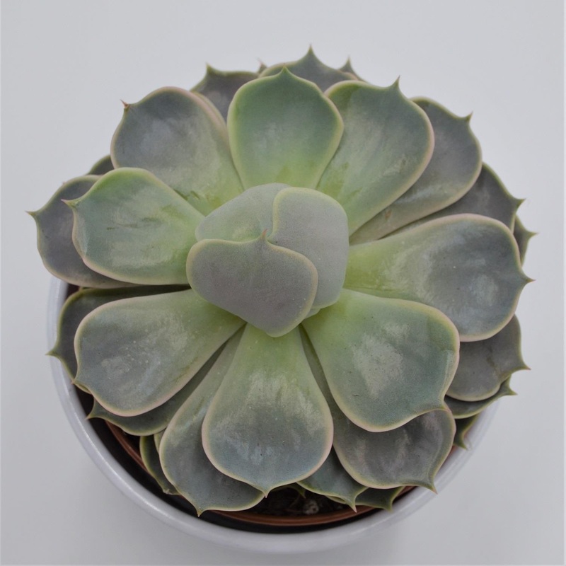 Echeveria Lotus – 12cm