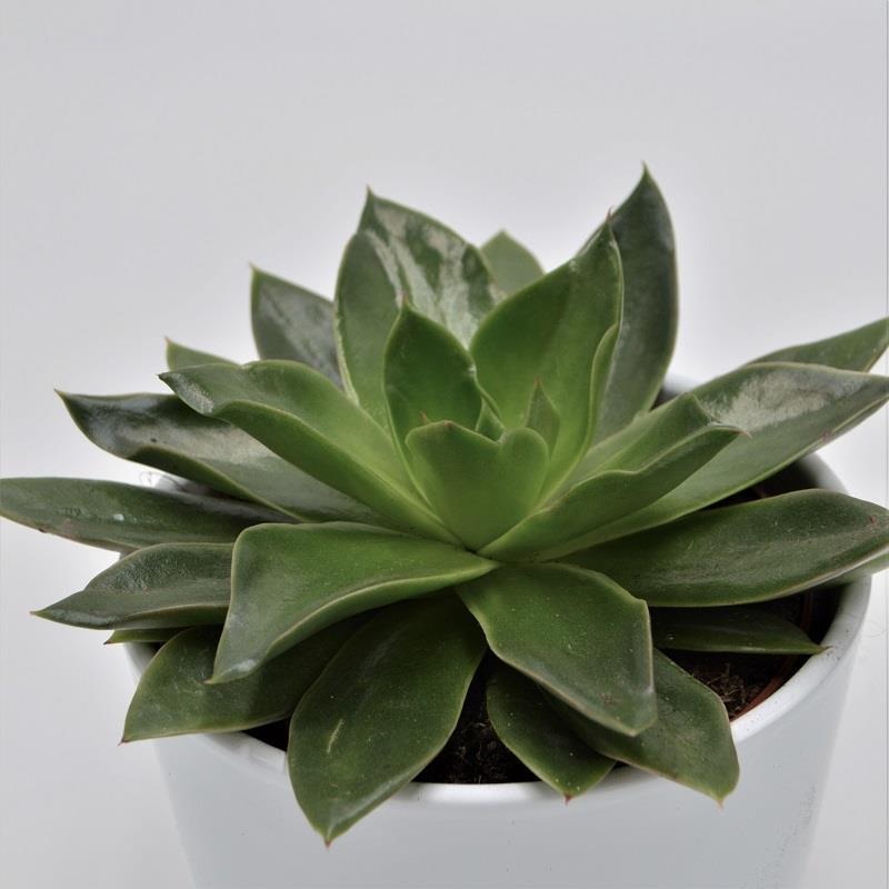 Echeveria Mexicana – 12cm