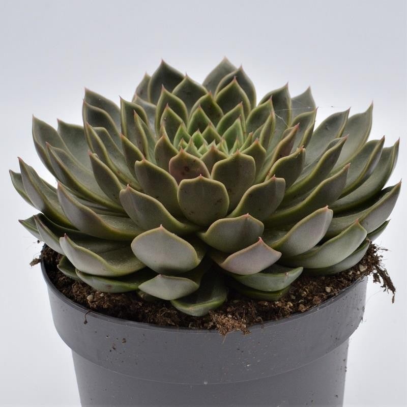 Echeveria Mira – 17cm