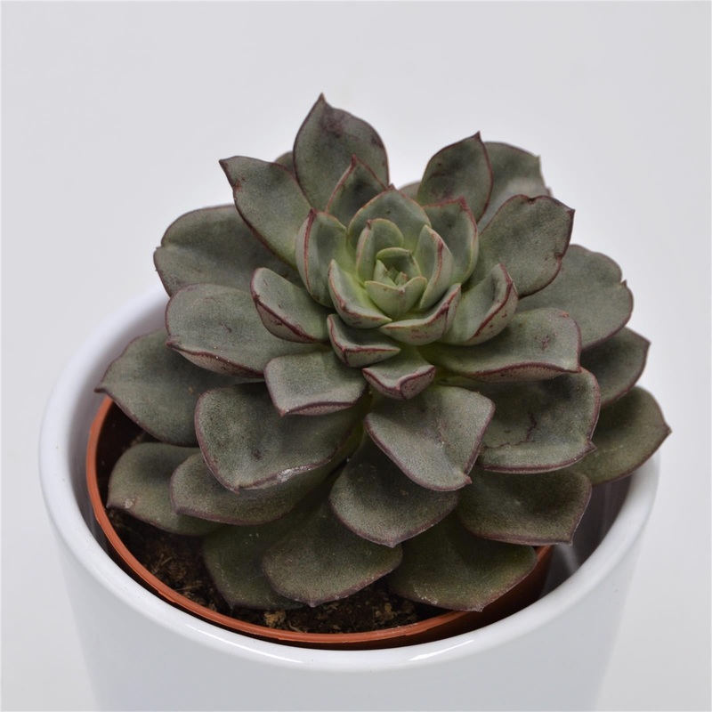 Echeveria moranii – 8.5cm
