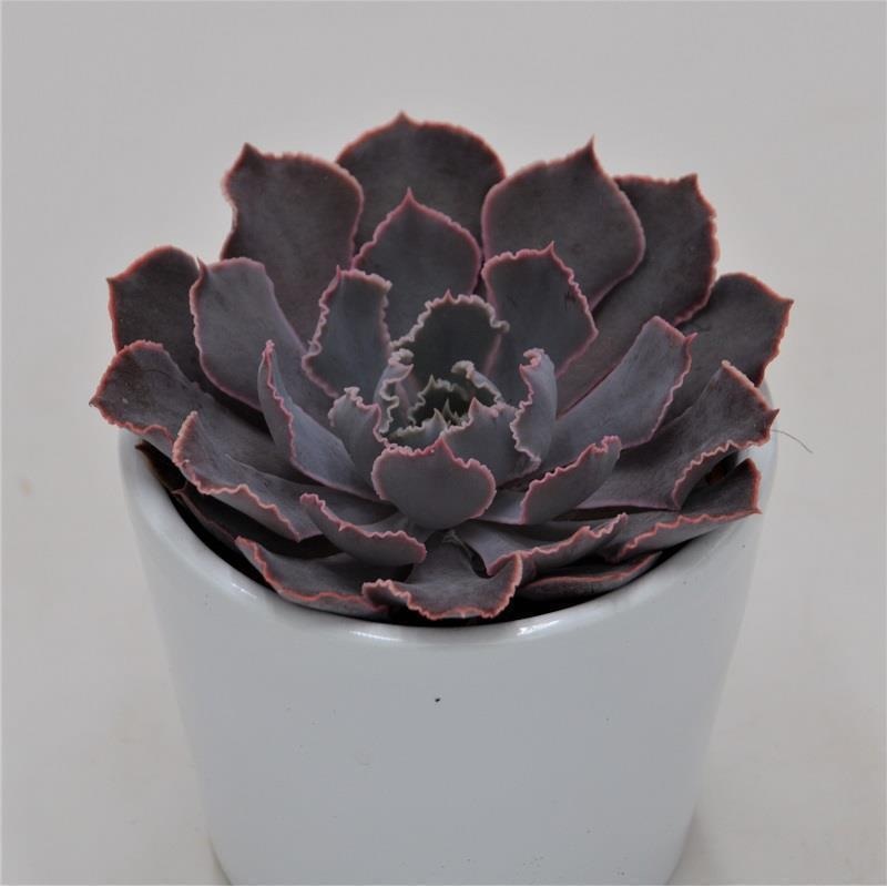 Echeveria Neon Breaker – 6cm