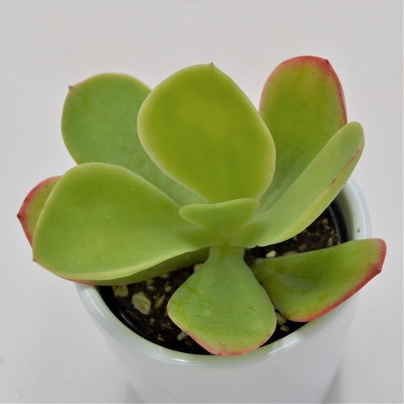Echeveria pallida – 6cm