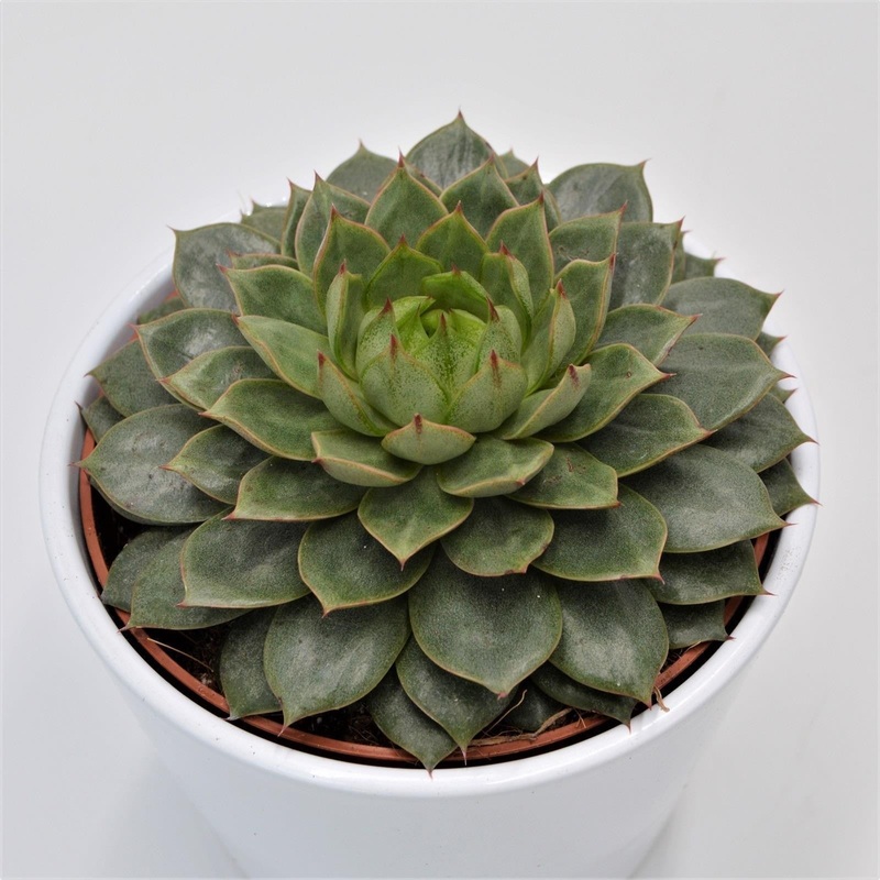 Echeveria Parva – 12cm
