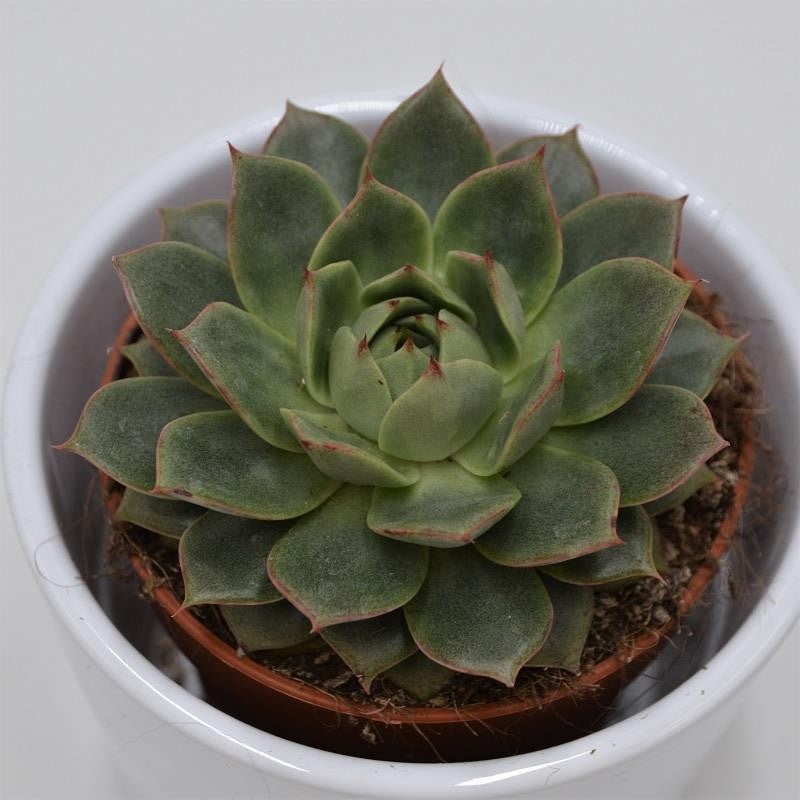 Echeveria Parva – 8.5cm
