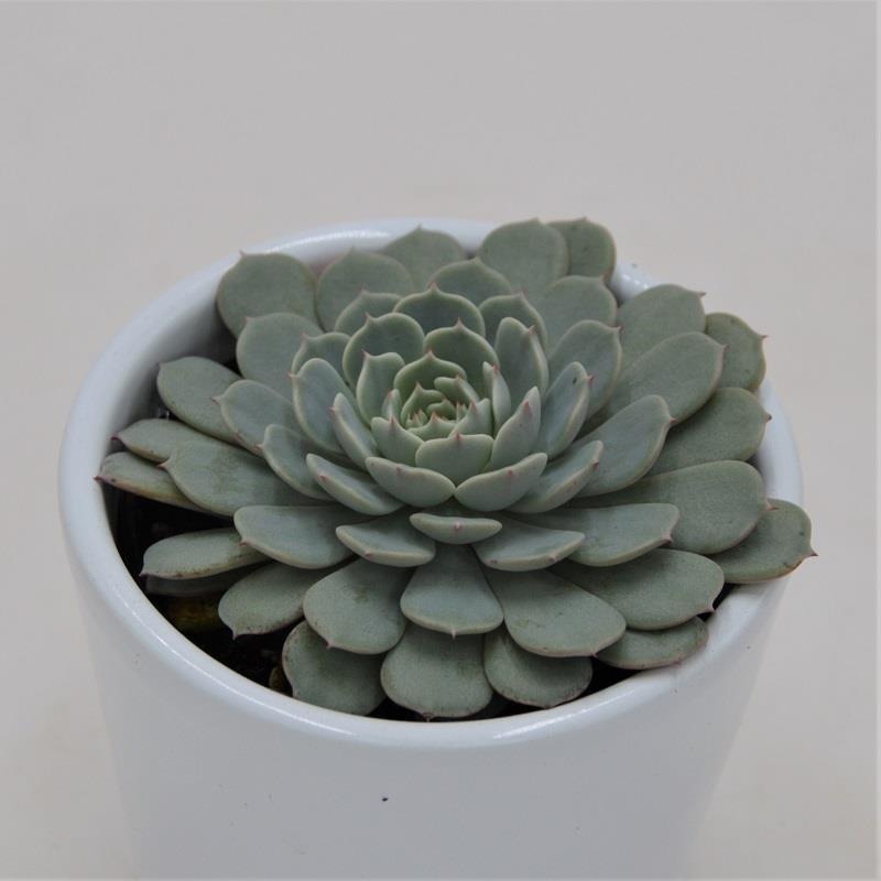 Echeveria Pinwheel – 6cm