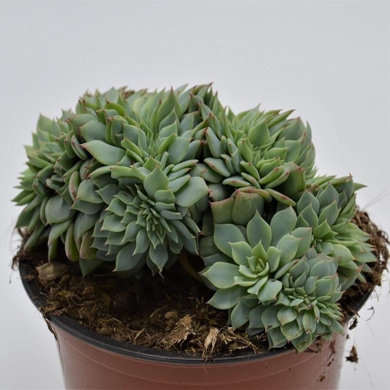 Echeveria secunda f. cristata – 13cm