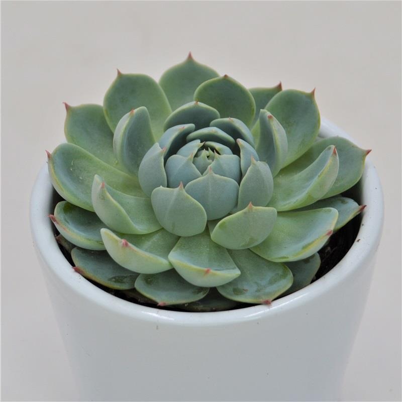 Echeveria secunda San Joaquin – 6cm