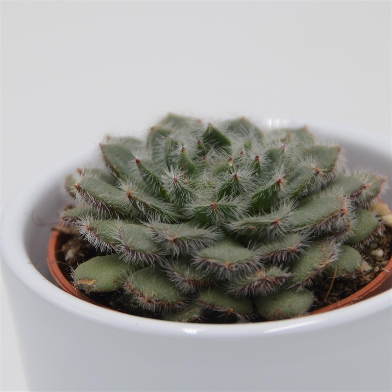Echeveria setosa var. ciliata – 5.5cm
