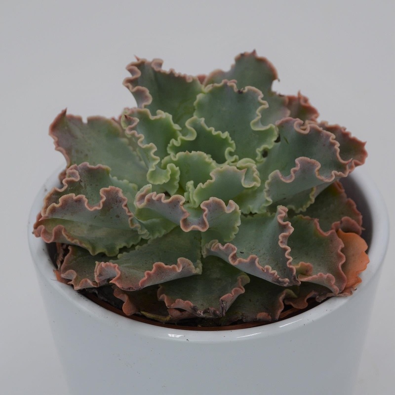 Echeveria shaviana Curly Locks – 8.5cm