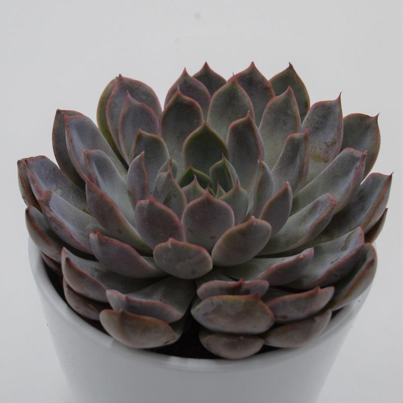 Echeveria Summer – 10.5cm