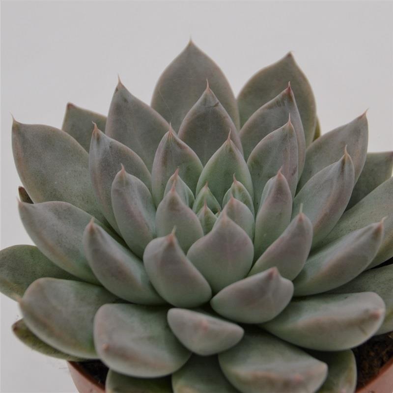 Echeveria tolimanensis Night Cloud – 8.5cm
