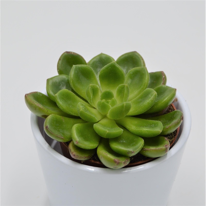 Echeveria x Cremnophila (Cremneria) Chubbs – 8.5cm