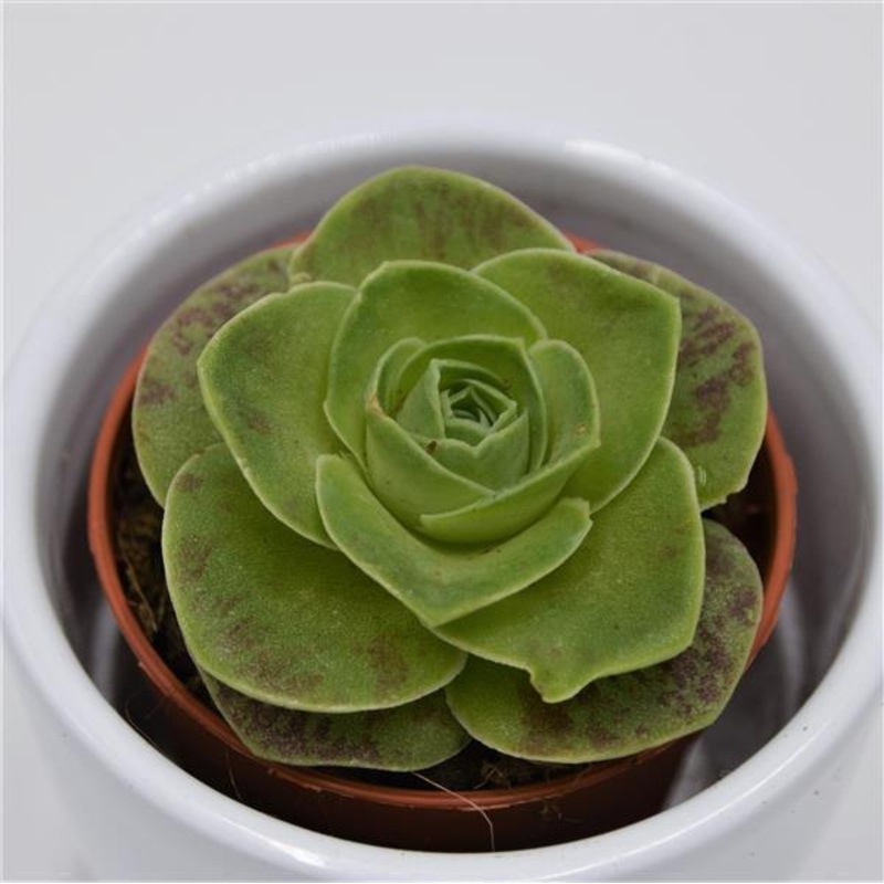 Greenovia diplocycla – 5.5cm