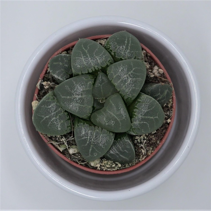 Haworthia bayeri – 5.5cm