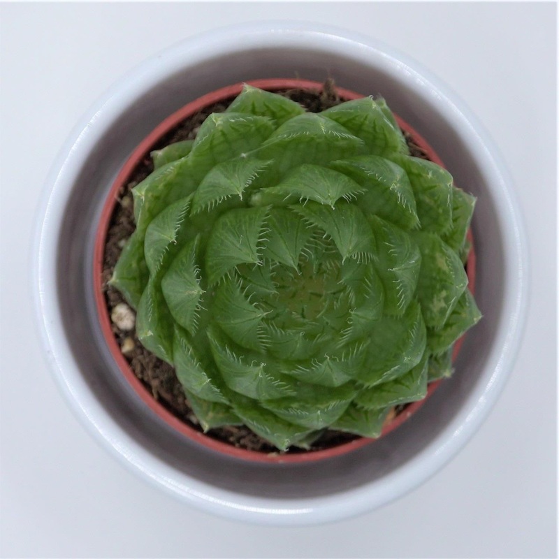 Haworthia cooperi var. picturata – 5.5cm