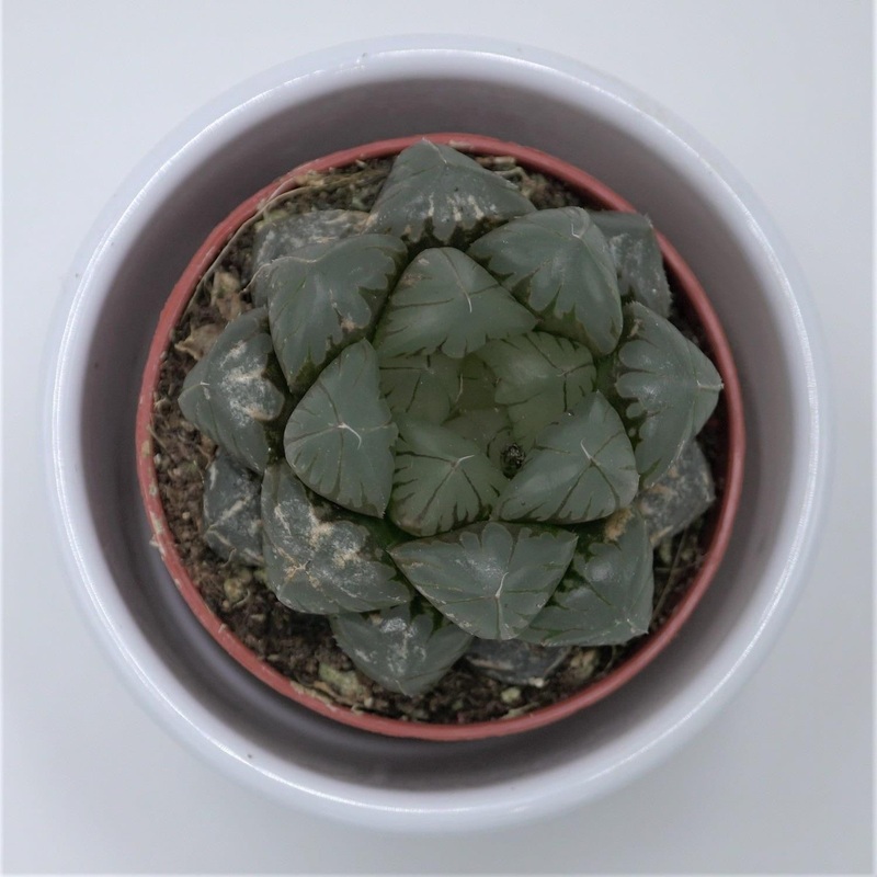 Haworthia cooperi var. truncata – 5.5cm