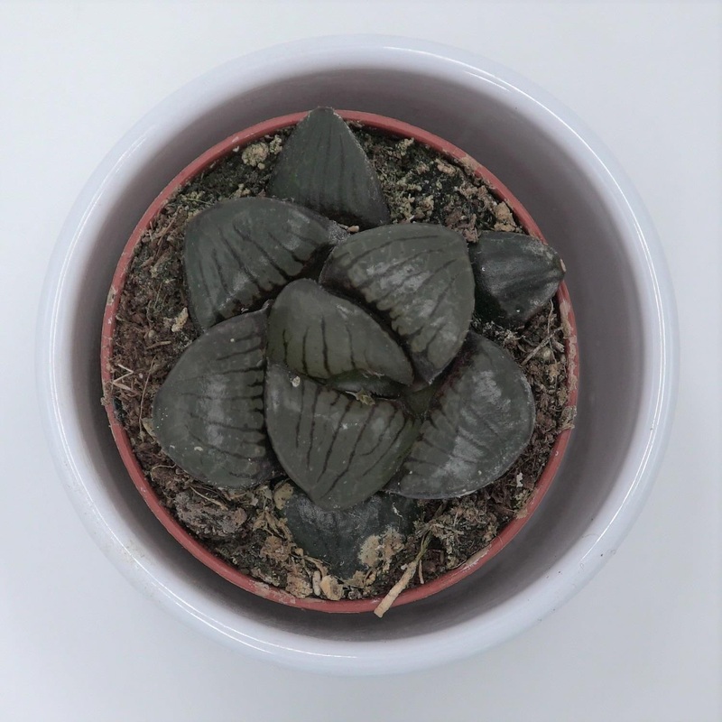 Haworthia Hybrid – 5.5cm