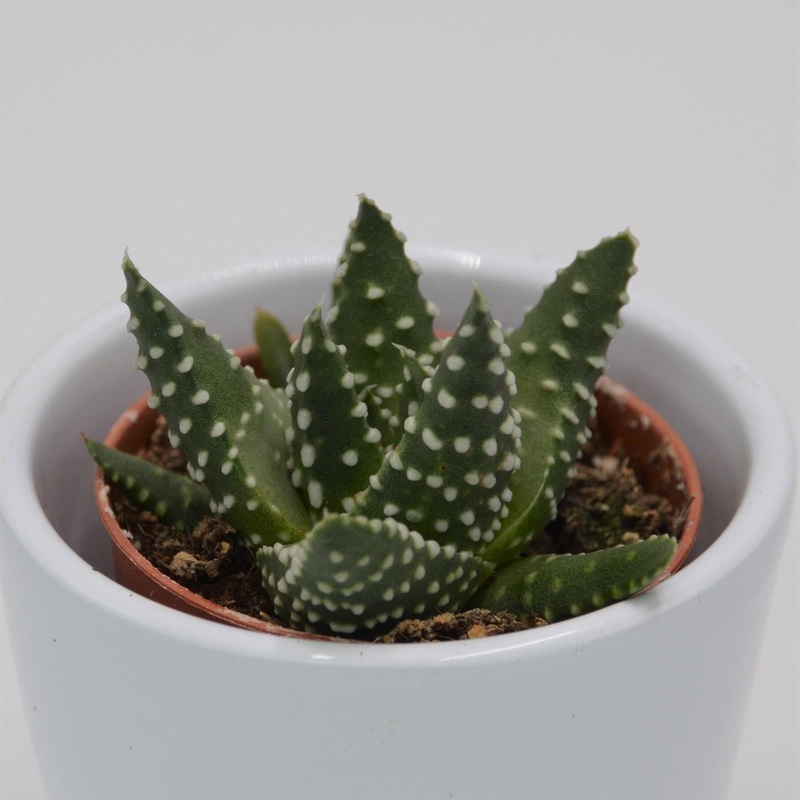 Haworthia margaritifera – 5.5cm