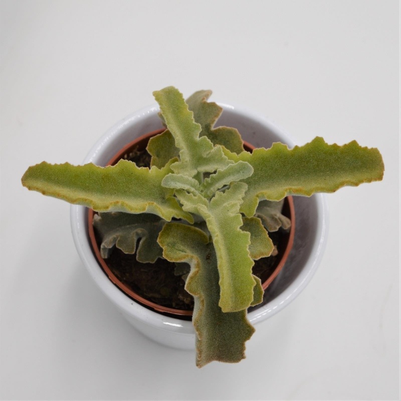 Kalanchoe beharensis Roseleaf – 8.5cm