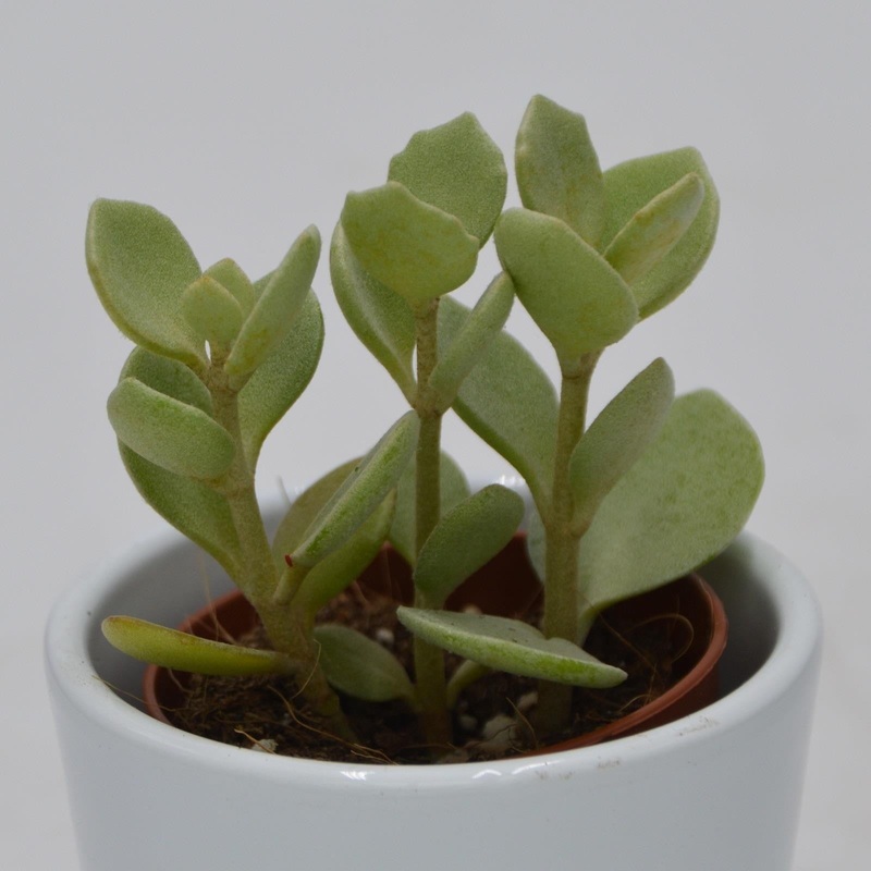 Kalanchoe hildebrandtii – 5.5cm