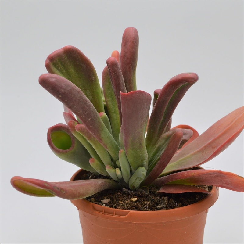 Kalanchoe Lady Finger – 17cm