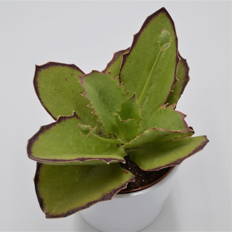 Kalanchoe synsepala – 13cm