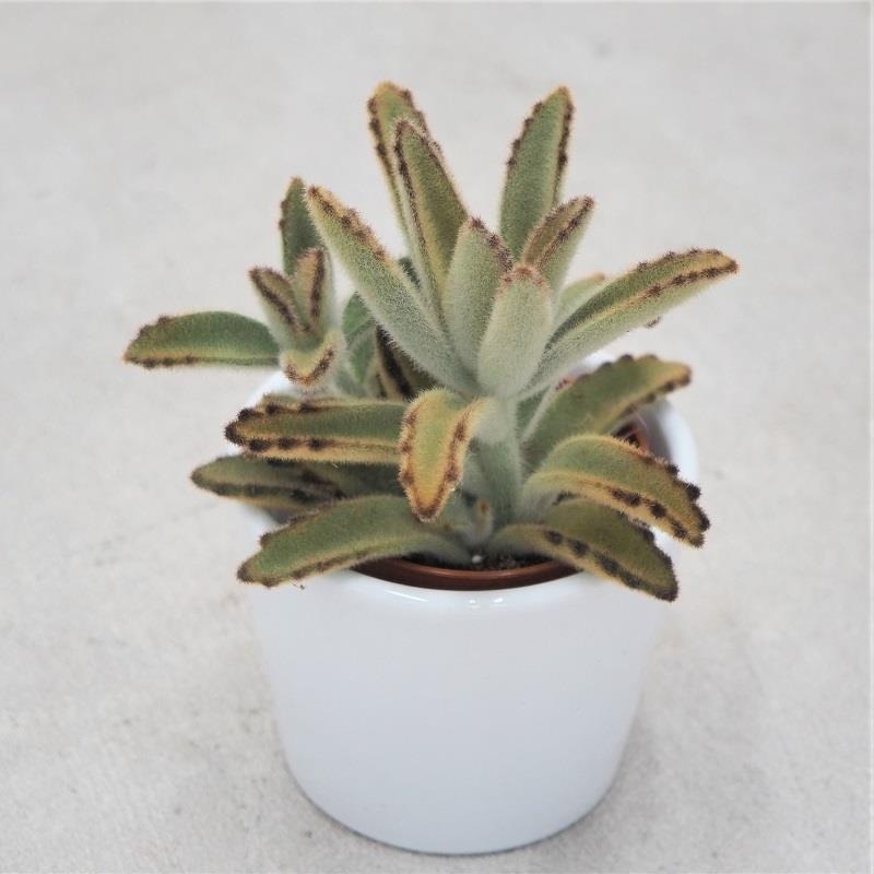 Kalanchoe tomentosa Golden Girl – 6cm