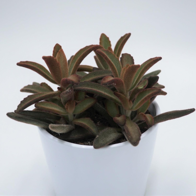 Kalanchoe tomentosa Rubra – 12cm