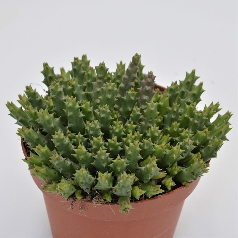 Orbea variegata – 13cm
