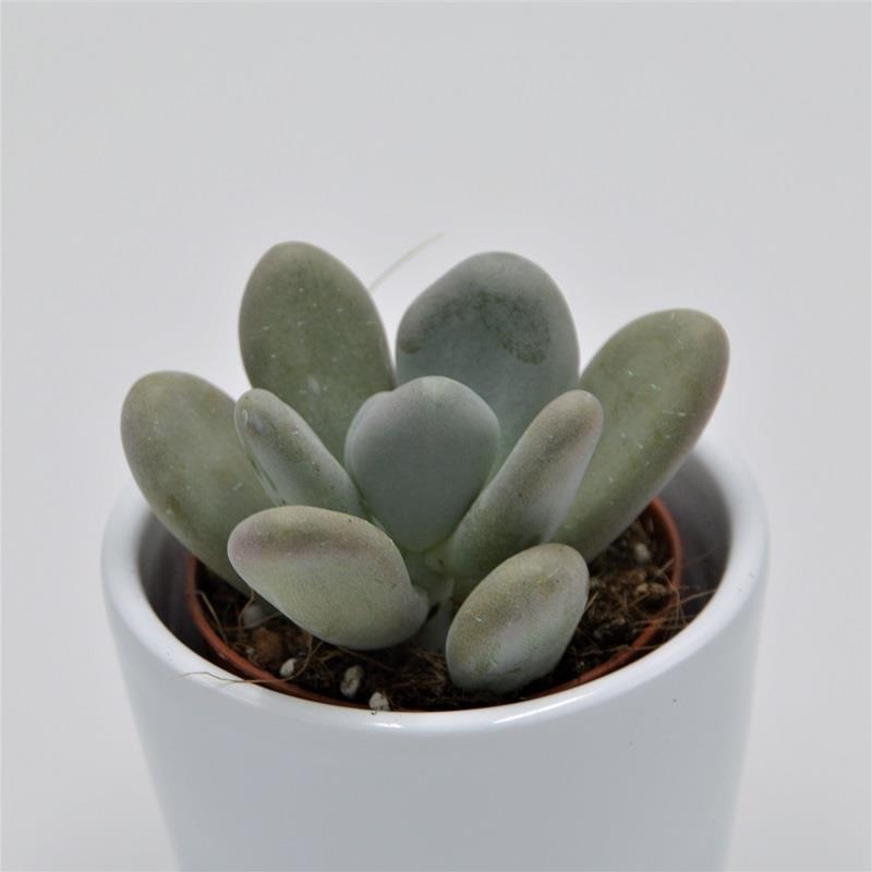 Pachyphytum bracteosum – 5.5cm