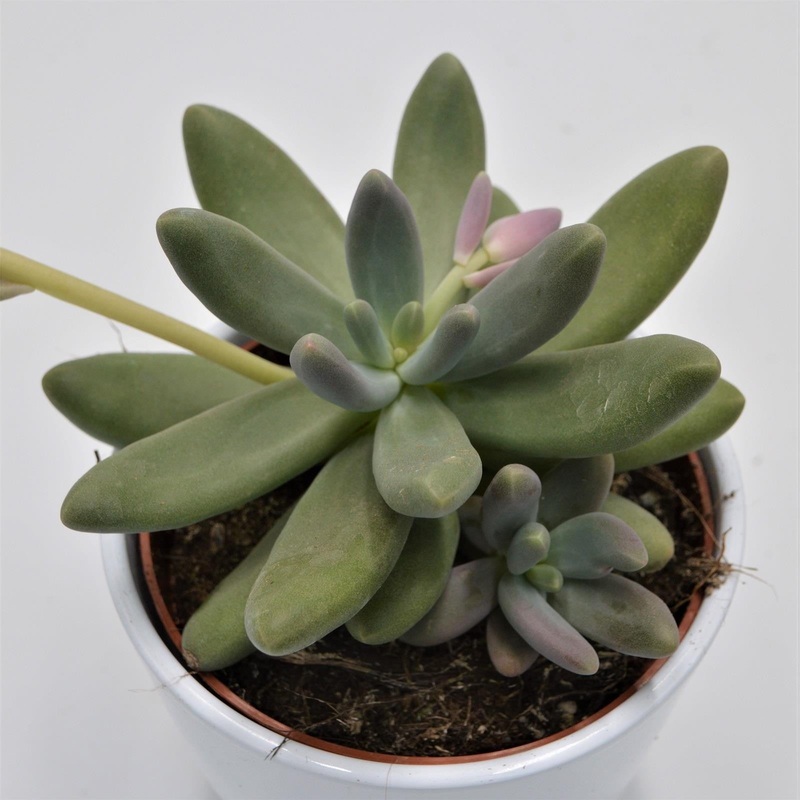 Pachyphytum Captain Jessop – 12cm
