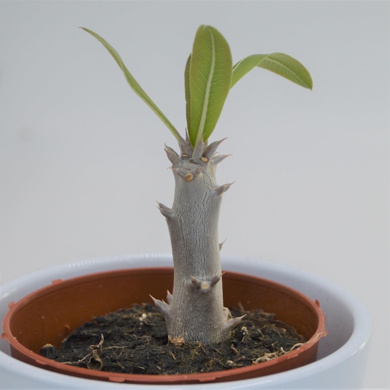 Pachypodium densiflorum – 8.5cm