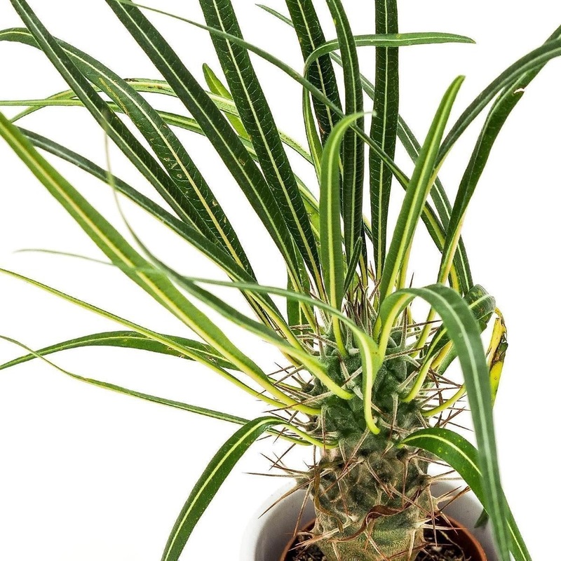 Pachypodium geayi – 9cm