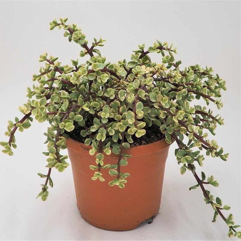 Portulacaria afra Variegata – 17cm