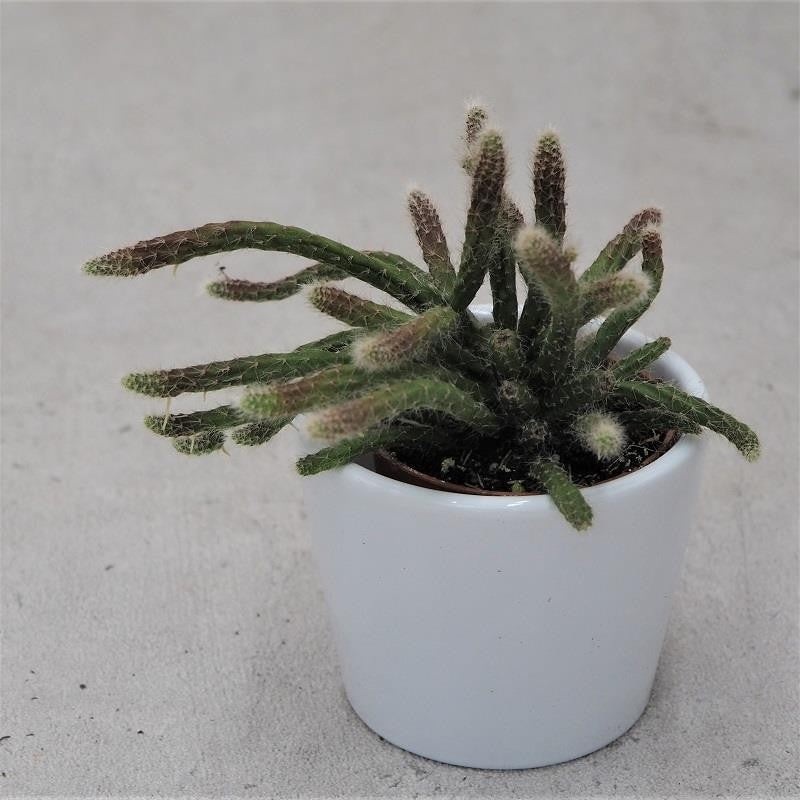 Rhipsalis pilocarpa – 5.5cm