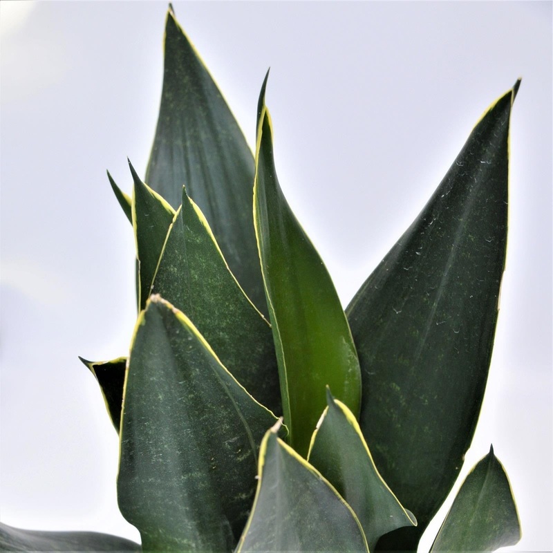 Sansevieria Black Diamond – 12cm