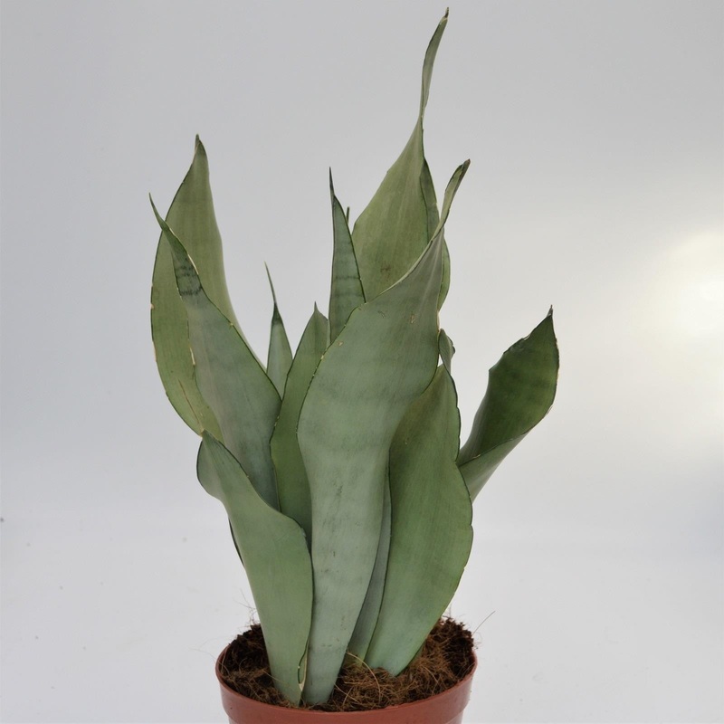 Sansevieria Moonshine – 14cm