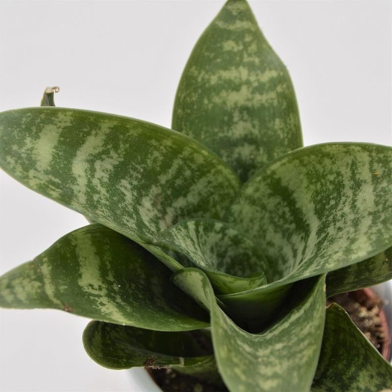 Sansevieria trifasciata Green Honey – 6cm
