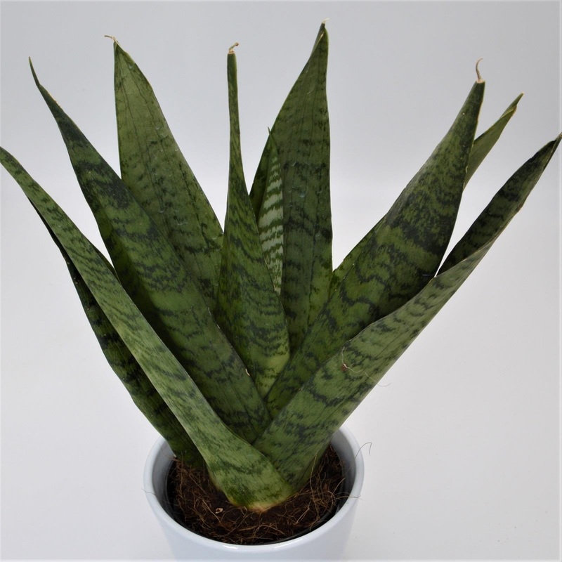 Sansevieria zeylanica Fan – 12cm