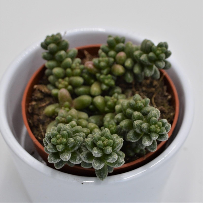 Sedum furfuraceum – 8.5cm